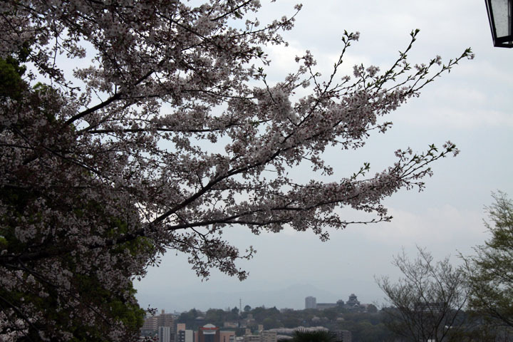清正公と本妙寺と桜、遠くに熊本城 清正公と本妙寺と桜、遠くに熊本城
