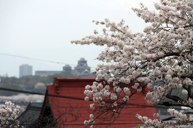 清正公と本妙寺と桜、遠くに熊本城 清正公と本妙寺と桜、遠くに熊本城