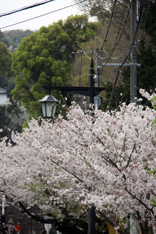 清正公と本妙寺と桜、遠くに熊本城 清正公と本妙寺と桜、遠くに熊本城