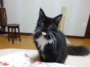 手帳は美味しい?