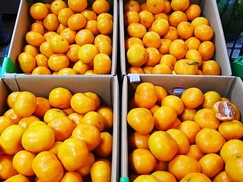 みかんのセリは激戦
