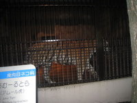 夜の動植物園