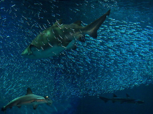 家族で水族館へ