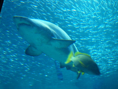 家族で水族館へ