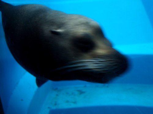 家族で水族館へ
