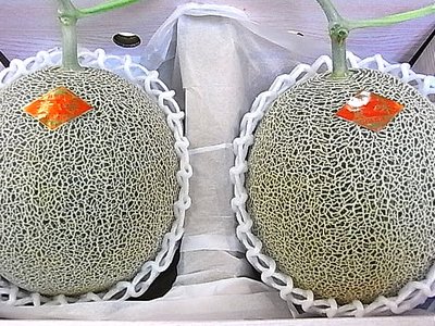 貴味メロンが遂に登場!