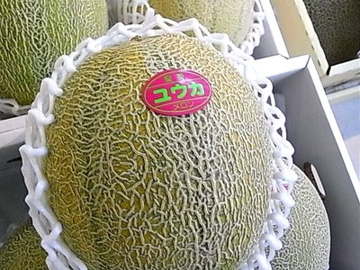 メロンの種類