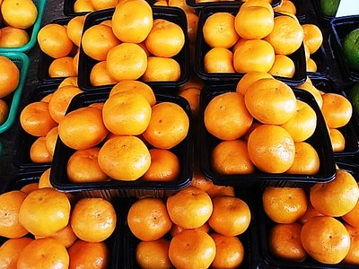 早生みかんはサイズが選べます。