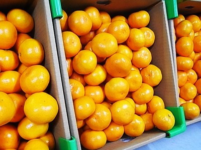 みかんのセリは激戦
