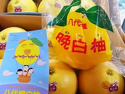 お待たせしました!世界一の柑橘、晩白柚!