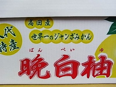 お待たせしました!世界一の柑橘、晩白柚!