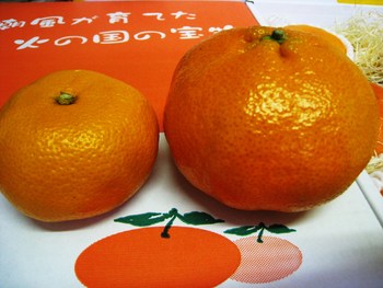紅甘 甘平(かんぺい)