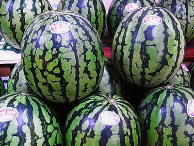 鳥取大栄西瓜が登場!