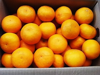 新品種「はれひめ」入荷と美容室