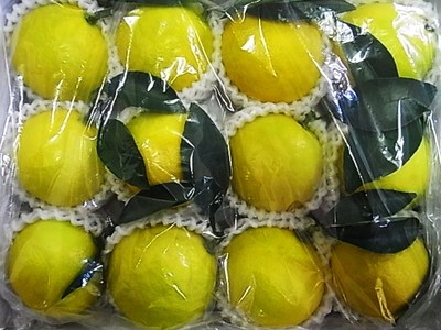 ハウス日向夏