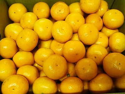 南柑20号と石地みかん