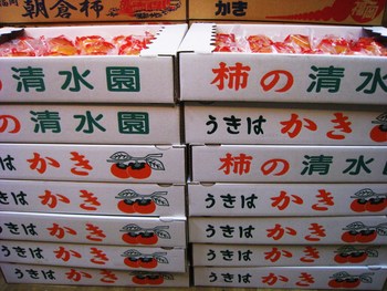 富有柿は続くよいつまでも