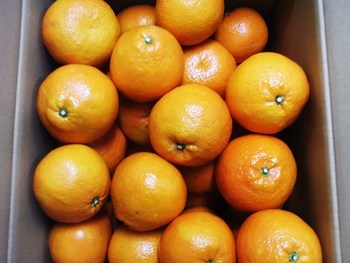 宮内いよかんとシルバーベル