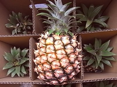 熊本初!激レアピーチパイン!