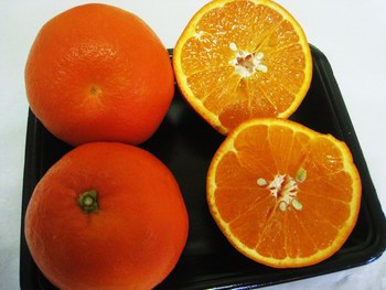 フロリダ生まれ大分育ち、そして
