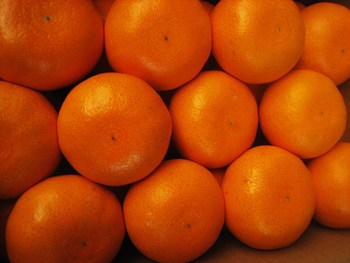 せとかファン、急増中!