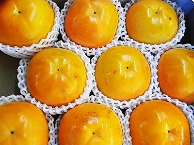 福馬果樹園の太秋柿