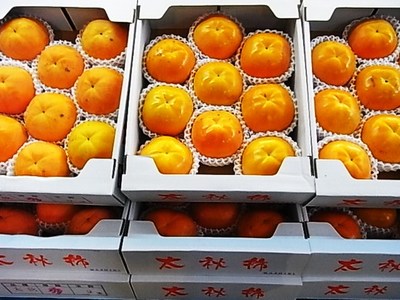 福馬果樹園の太秋柿