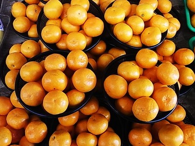 早生みかんはサイズが選べます。