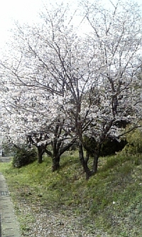 お花見♪
