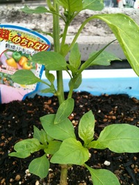新しい芽