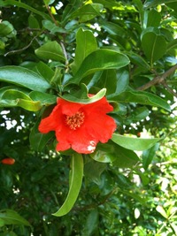 この花な~んだ?