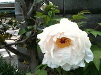 花は…