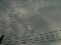 本日の園芸部 6月7日