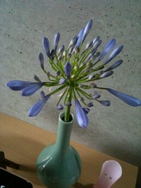 何の花でしょう?