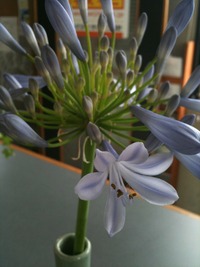 何の花でしょう?