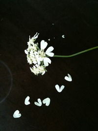 癒しの時間  ハートの花びら