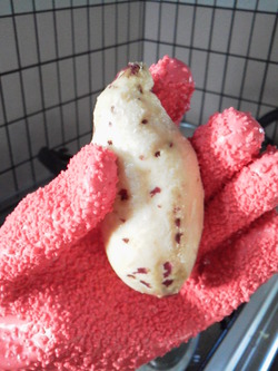 ムキムキ手袋???