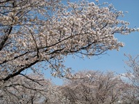 桜咲く季節は始まりの月ですね～♪