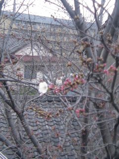 小さい春みつけた★