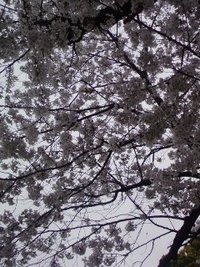 花見