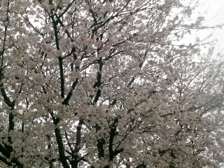桜満開