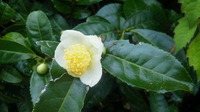お茶の花