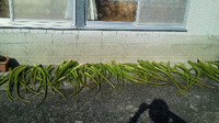 芋がらづくり