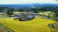 10月14日（日）の上菅棚田です。