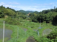 茶工場前から赤入の棚田