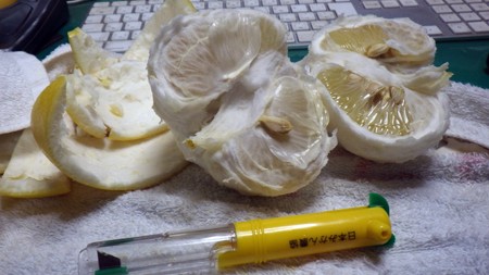 田浦のパール柑