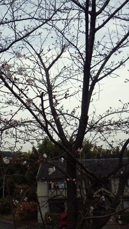今年のさくら、見つけました
