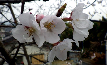今年のさくら、見つけました