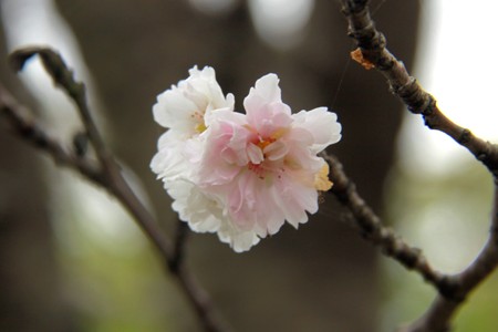謹賀新年2013