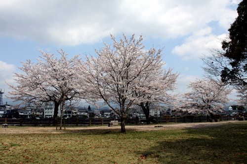 ムーンブルグの桜